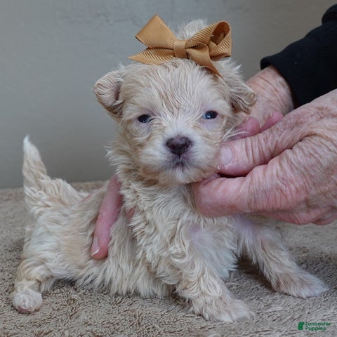 Maltipoo dogs Micro Teacup Kyro  - Ad 8