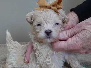 Maltipoo dogs Micro Teacup Kyro - Ad 8