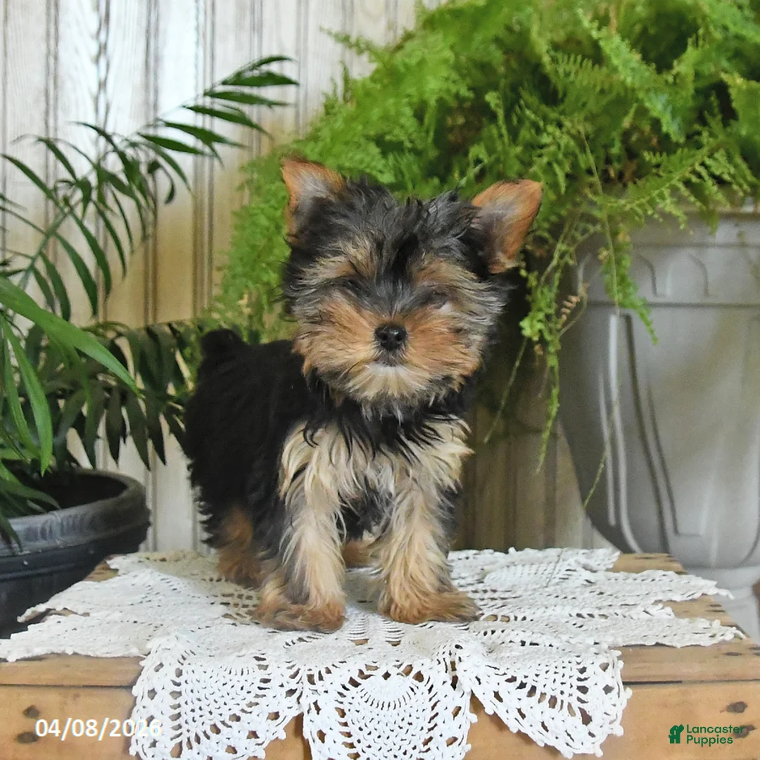 Yorkshire Terrier dogs for sale: Ruby - Ad 3