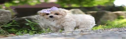 Maltipoo dogs for sale: Poppie - Ad 10