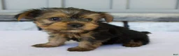 Yorkshire Terrier dogs for sale: Penny - Ad 6