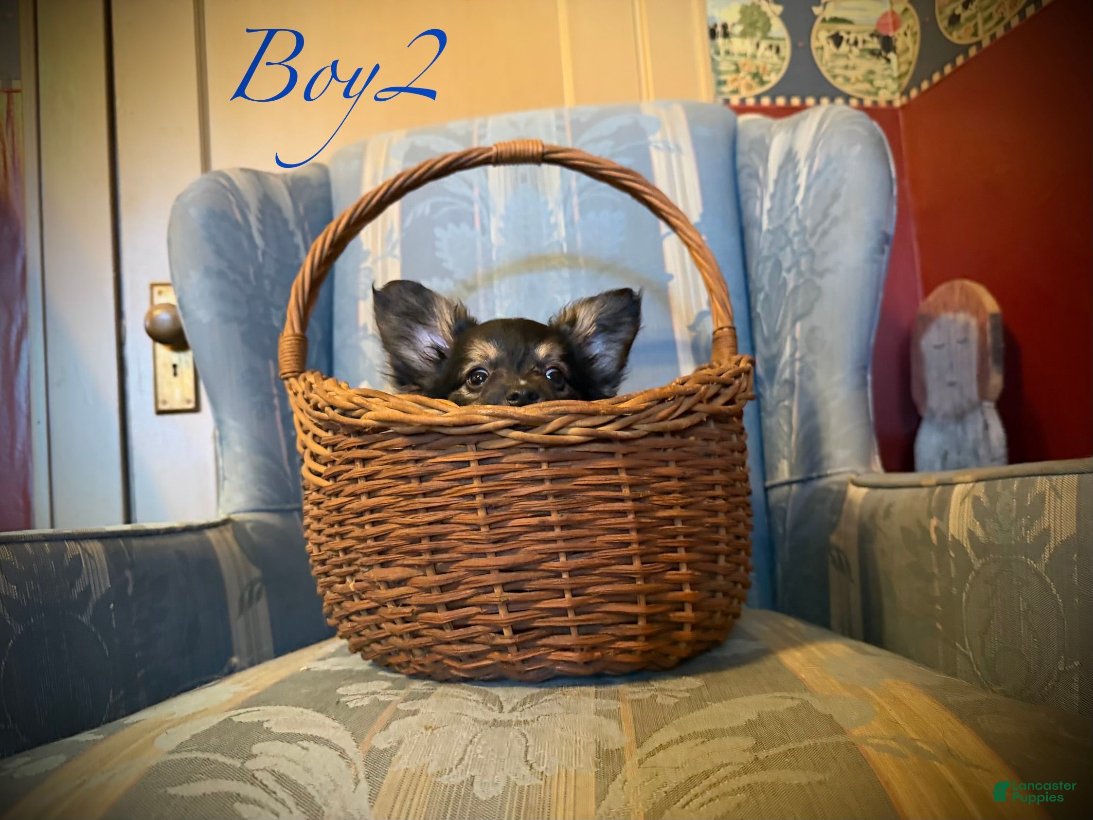Papillon dogs Missy's boy #2 - Ad 2