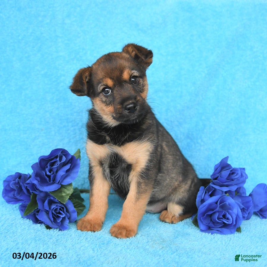 Mixed Breed dogs Amber - Ad 2