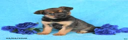 Mixed Breed dogs for sale: Amber - Ad 2