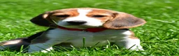Beagle dogs for sale: Bruno - Ad 3