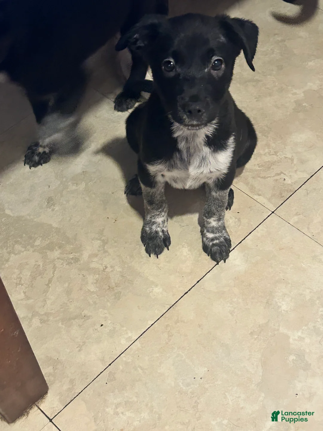 Mixed Breed dogs for sale: Bo - Ad 1