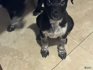 Mixed Breed dogs Bo - Ad 9