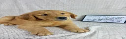 Golden Retriever dogs for sale: Ripley - Ad 4