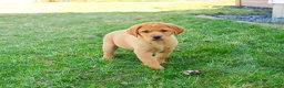 Labrador Retriever dogs for sale: Maxine  - Ad 1