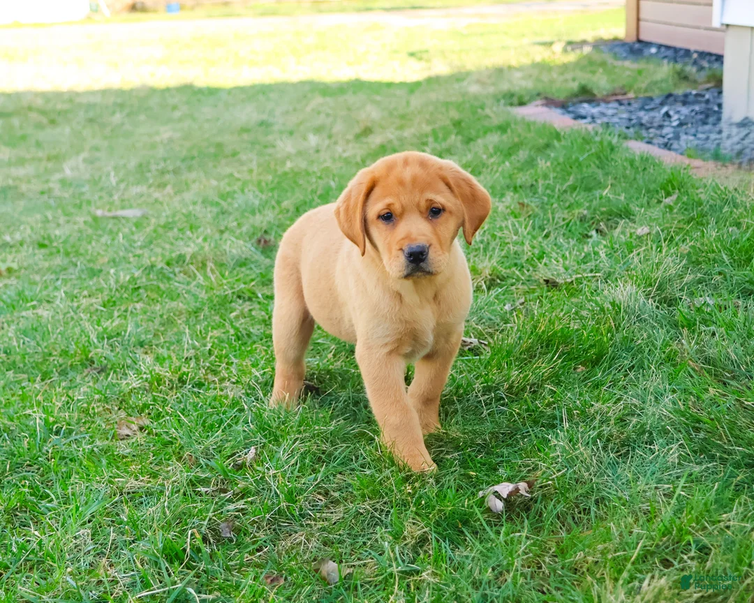 Labrador Retriever dogs for sale: Maxine  - Ad 1