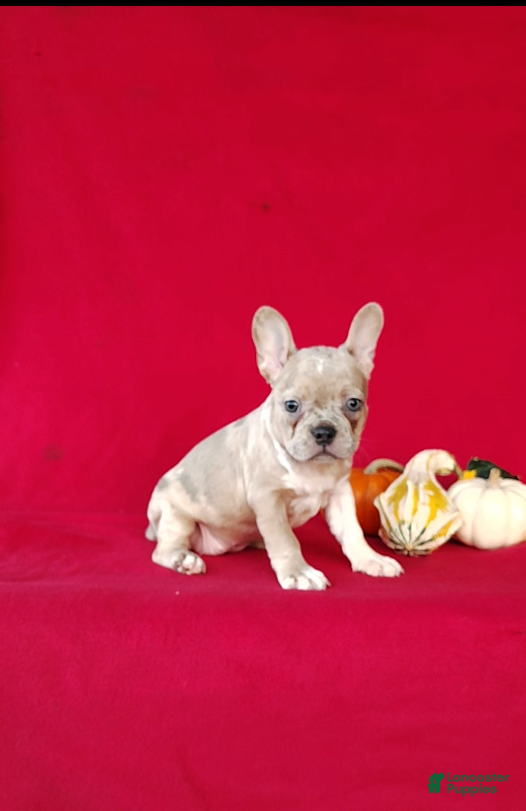 Frenchton dogs Reba - Ad 2