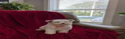 Pomapoo dogs for sale: Barker - Ad 7