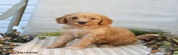 Mini Goldendoodle dogs for sale: Myla - Ad 4