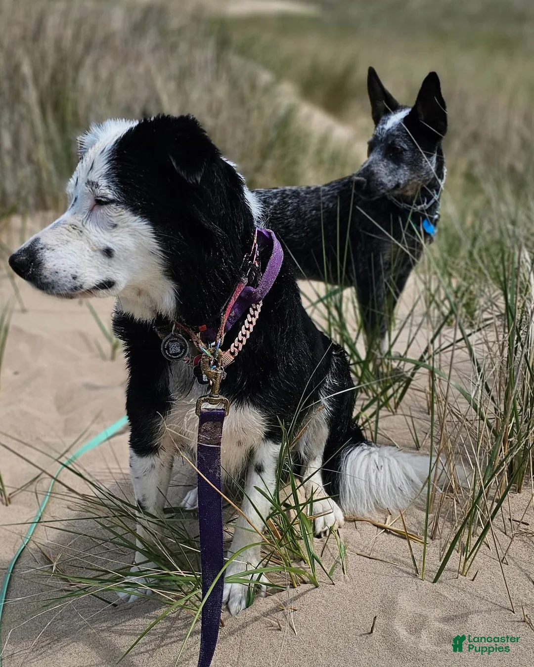 Mixed Breed dogs for sale: Mixed Breed Puppy 7 - Ad 20