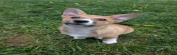 Mixed Breed dogs for sale: Cowboy corgi  - Ad 1