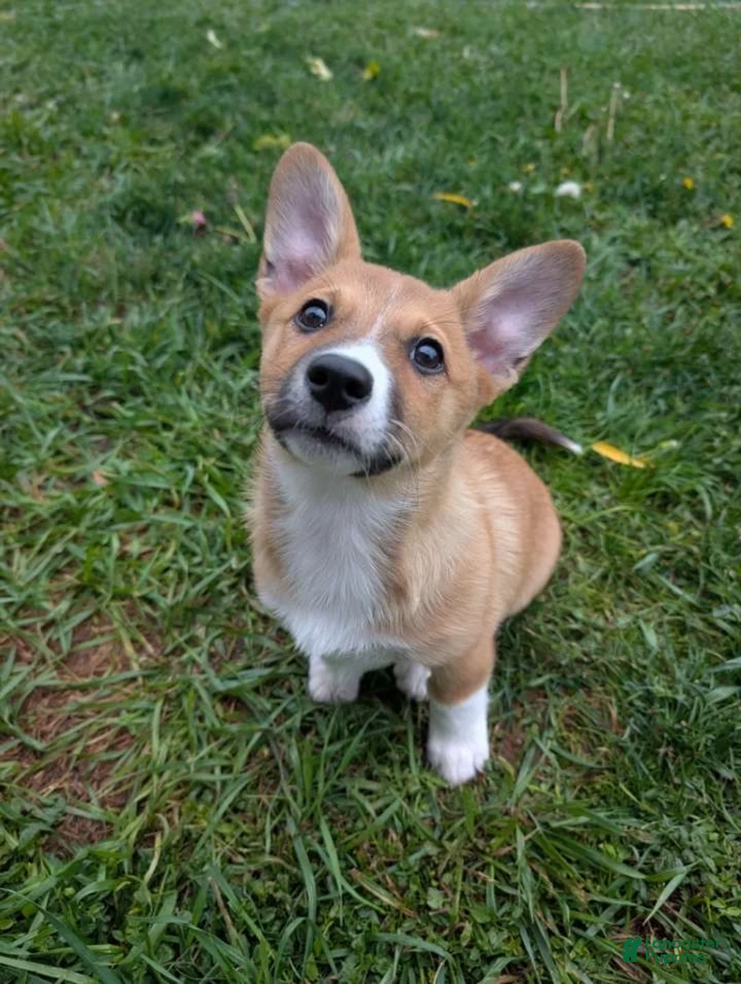 Mixed Breed dogs for sale: Cowboy corgi  - Ad 1