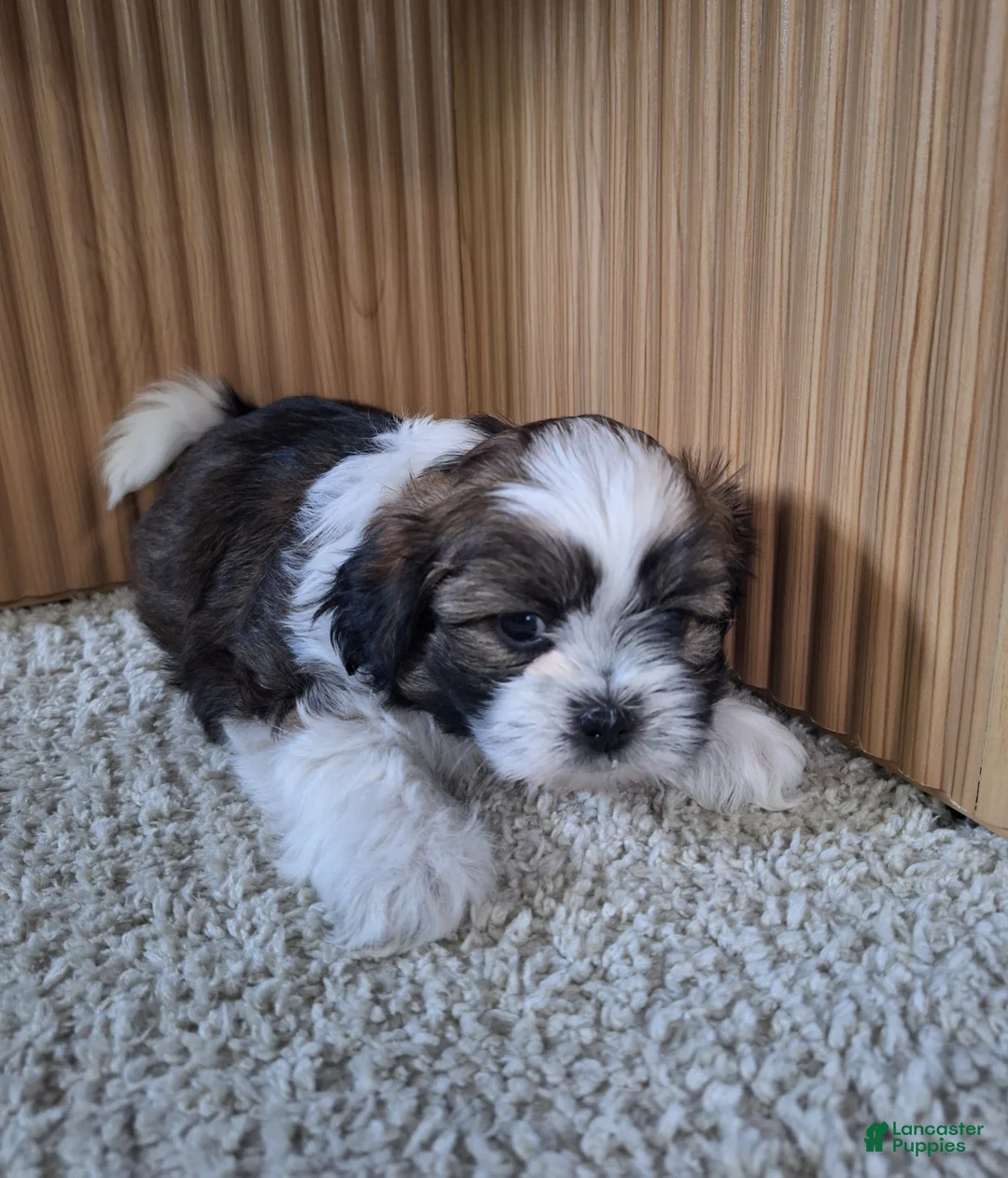 Shih Tzu dogs for sale: Layla  - Ad 6