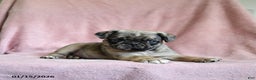 Pug dogs for sale: Moose - Ad 2