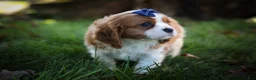 Cavalier King Charles Spaniel dogs for sale: Patches💙 - Ad 12