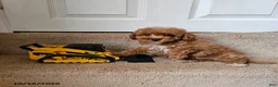 Bichpoo dogs for sale: Buster - Ad 1