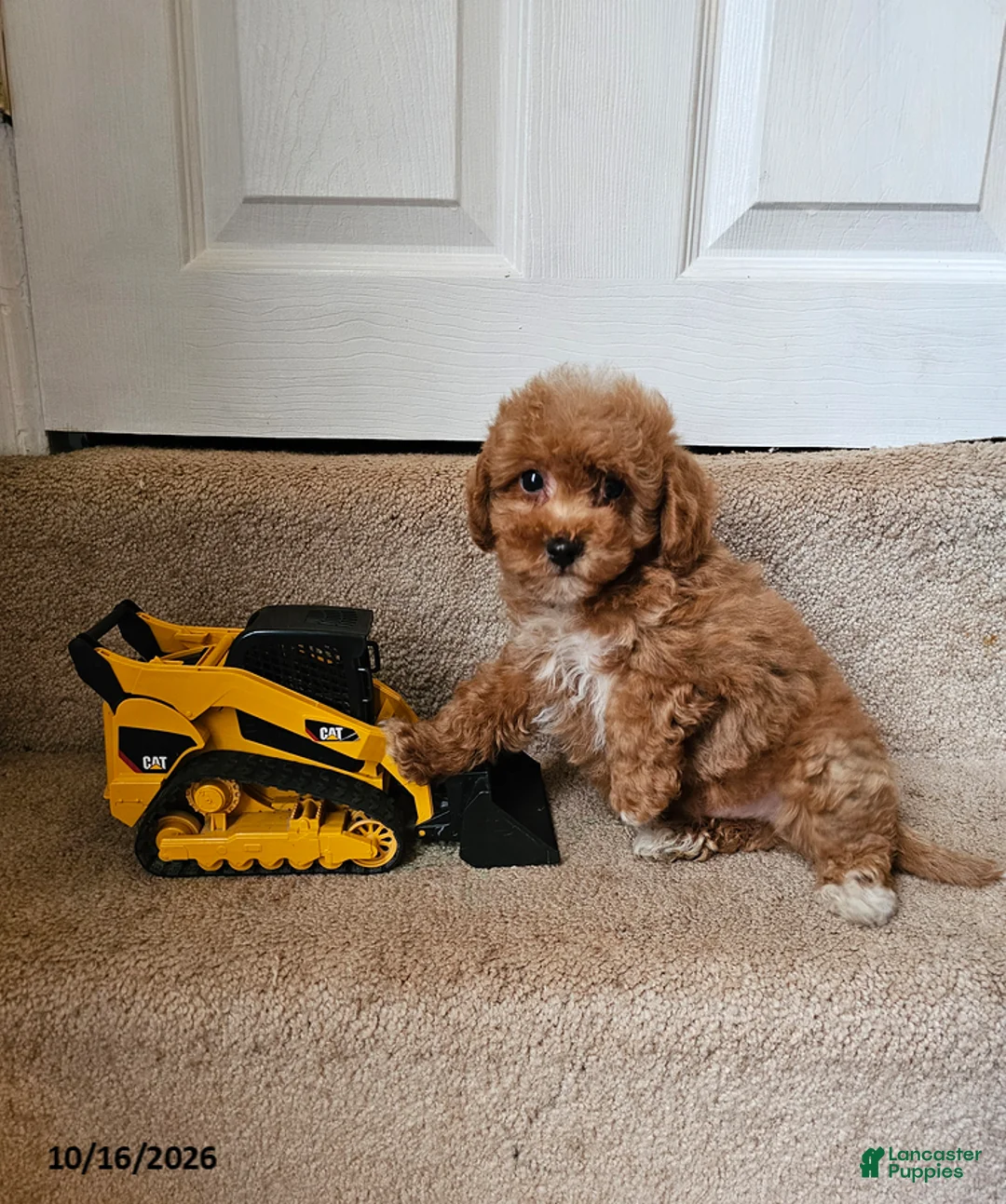Bichpoo dogs for sale: Buster - Ad 1
