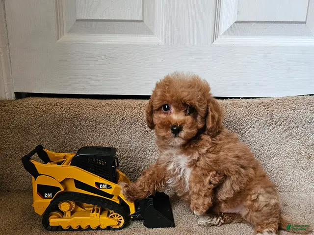 Bichpoo dogs for sale: Buster - Ad 1