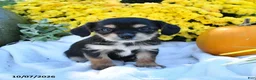 Mixed Breed dogs for sale: Cinnamon - Ad 2