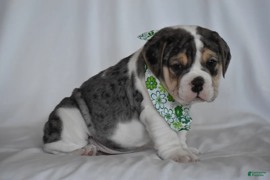 Beabull dogs for sale: Iris - Ad 2