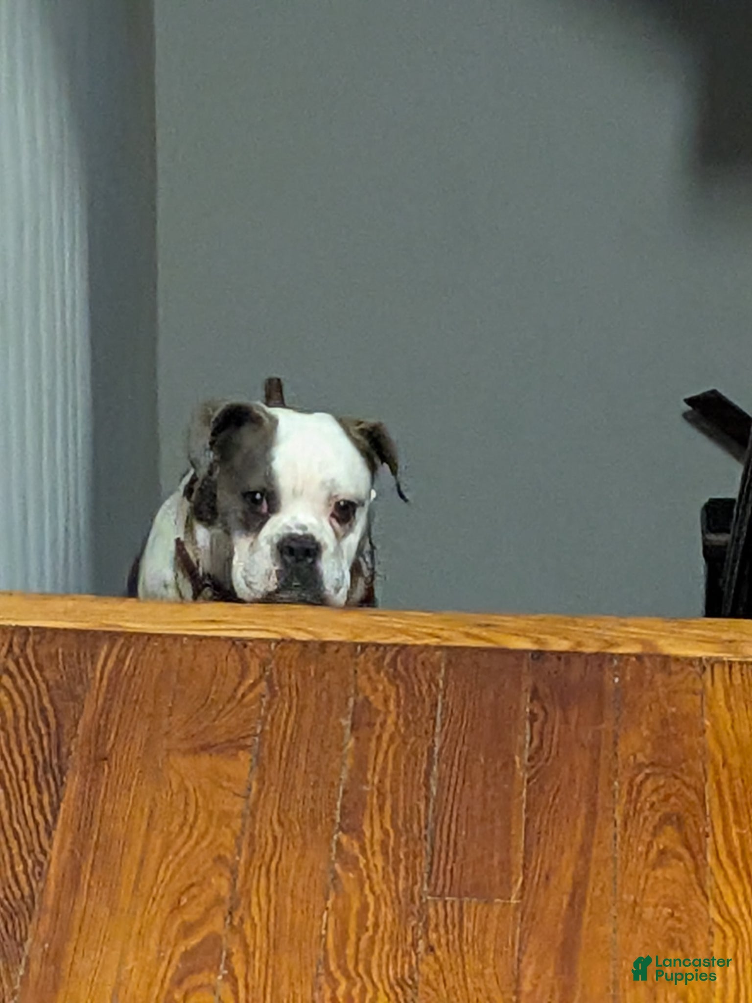 Mixed Breed dogs English Bulldog 3/4 - Ad 2