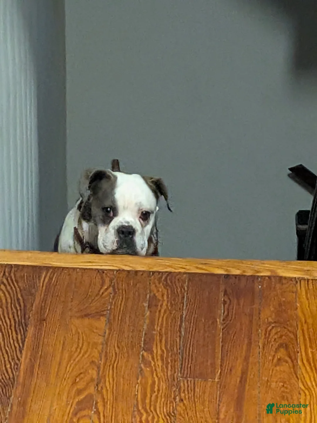 Mixed Breed dogs for sale: English Bulldog 3/4 - Ad 2