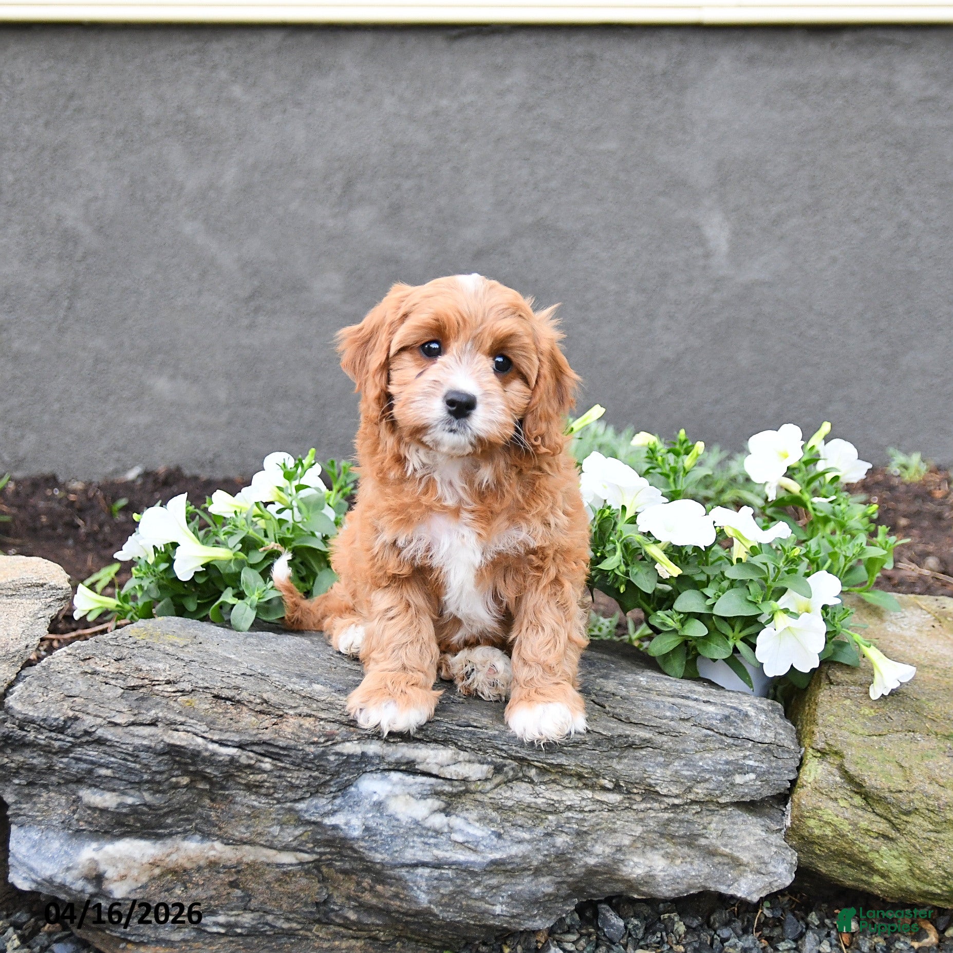Cavapoo dogs Eva - Ad 1