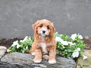 Cavapoo dogs for sale: Eva - Ad 4