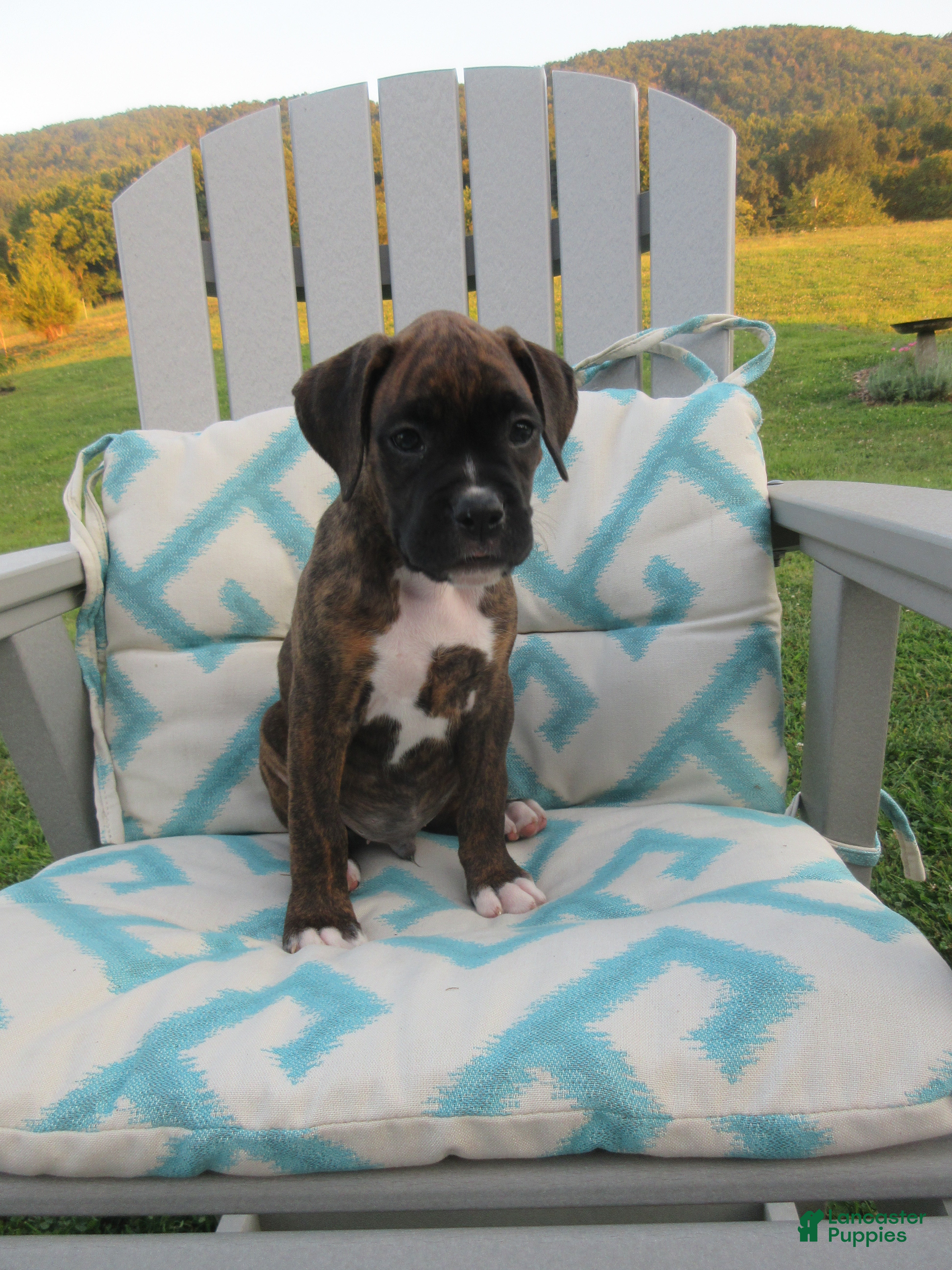 Boxer dogs Forrest - Ad 1