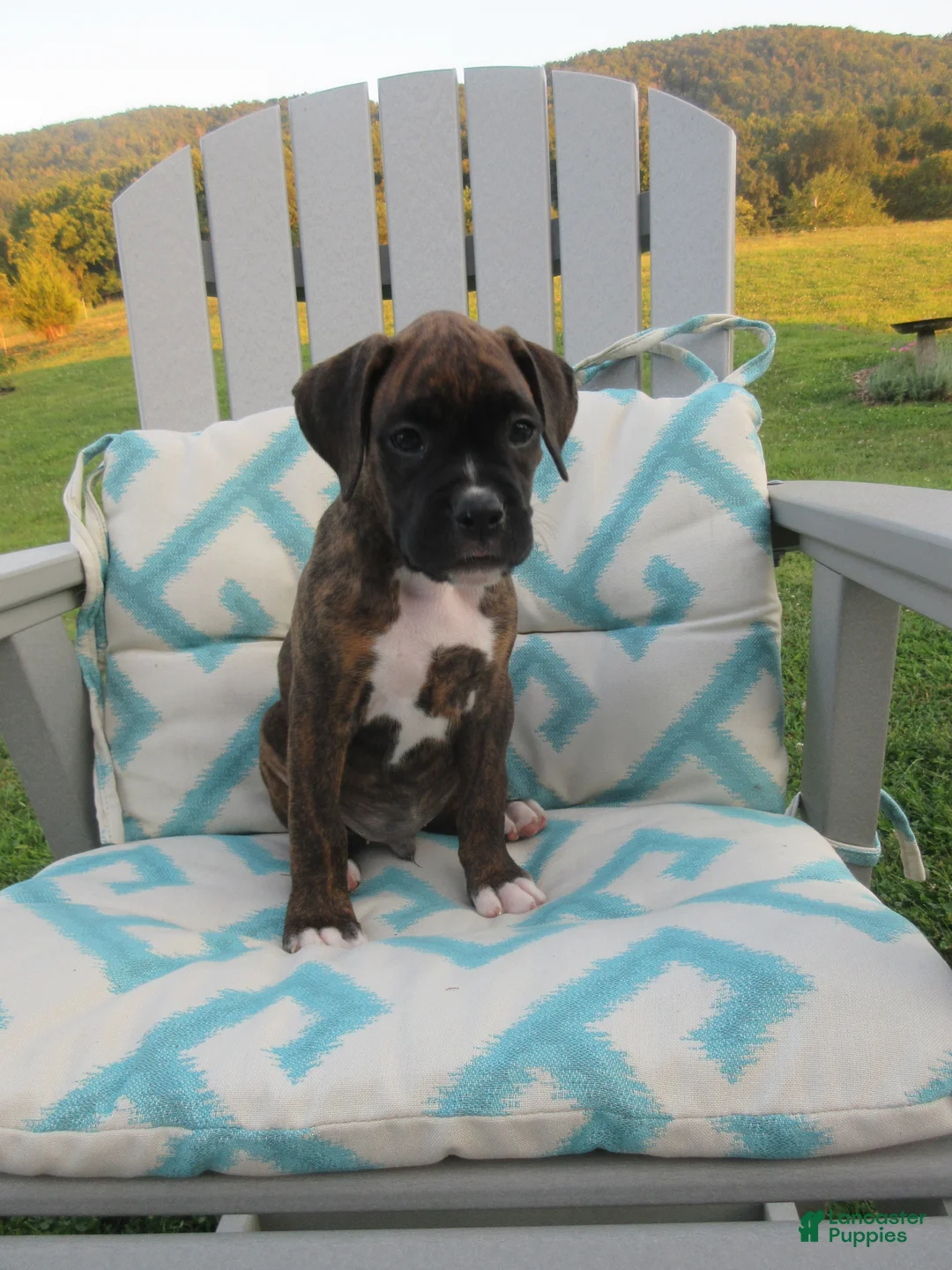Boxer dogs for sale: Forrest - Ad 1