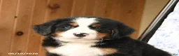 Bernese Mountain Dog dogs for sale: Big Ben - Ad 5