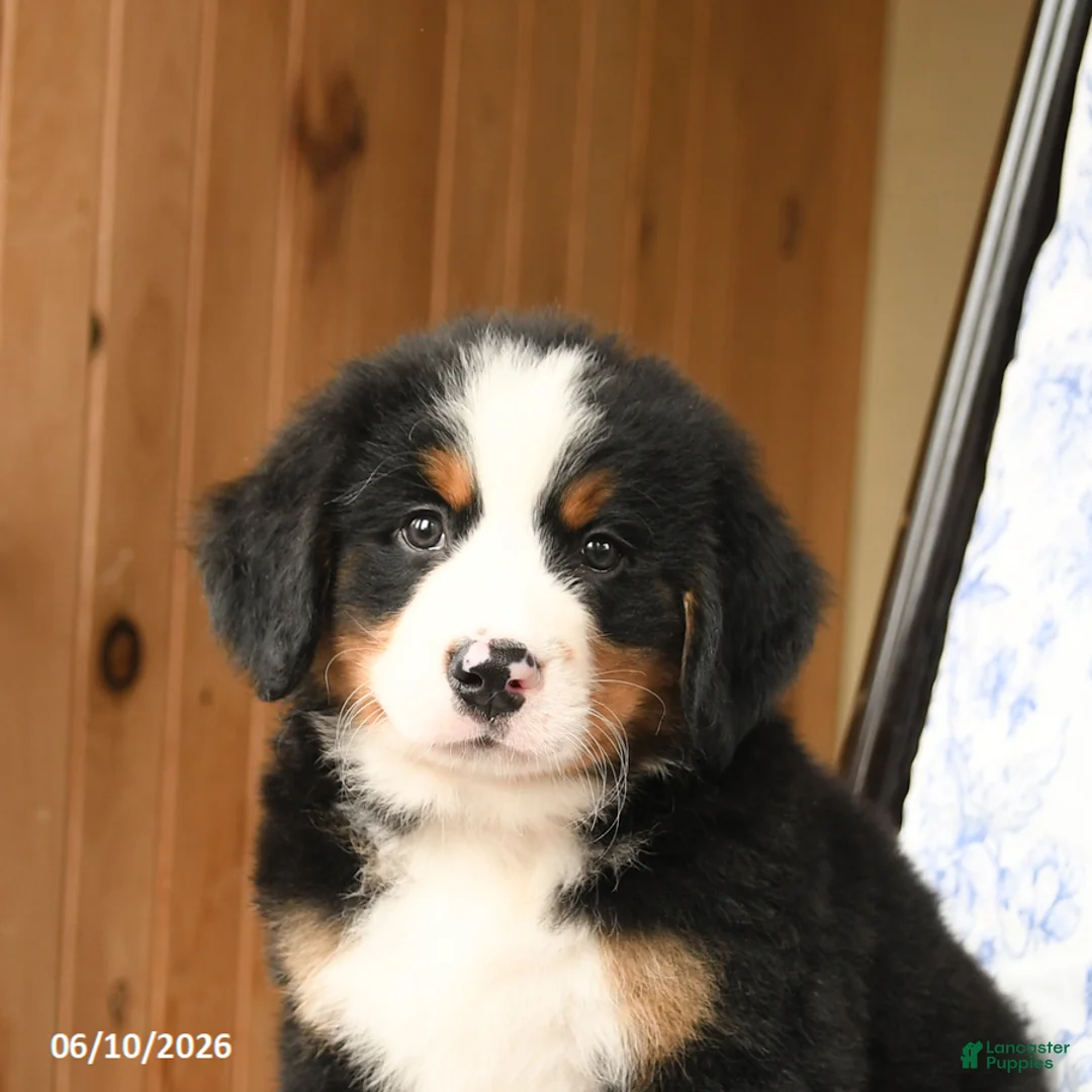 Bernese Mountain Dog dogs for sale: Big Ben - Ad 5