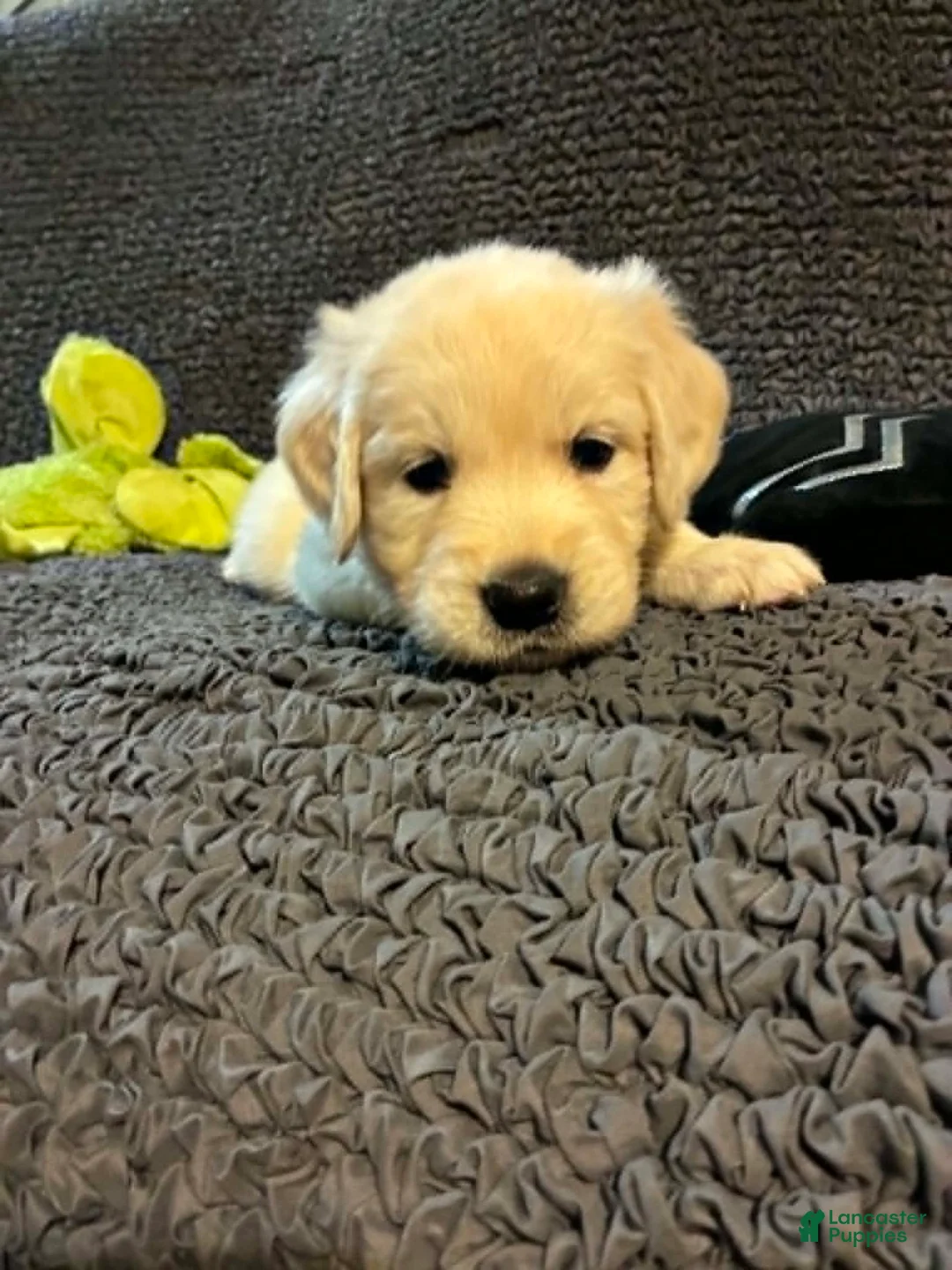 Golden Retriever dogs for sale: Zuma - Ad 2