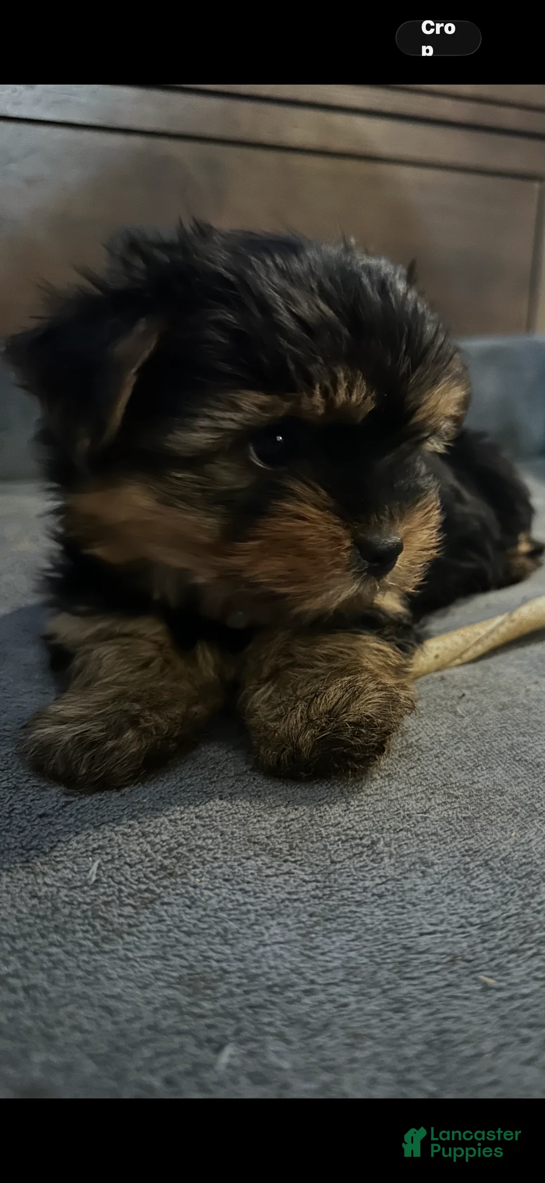 Yorkshire Terrier dogs for sale: Yorkshire Terrier Puppy 2 - Ad 2