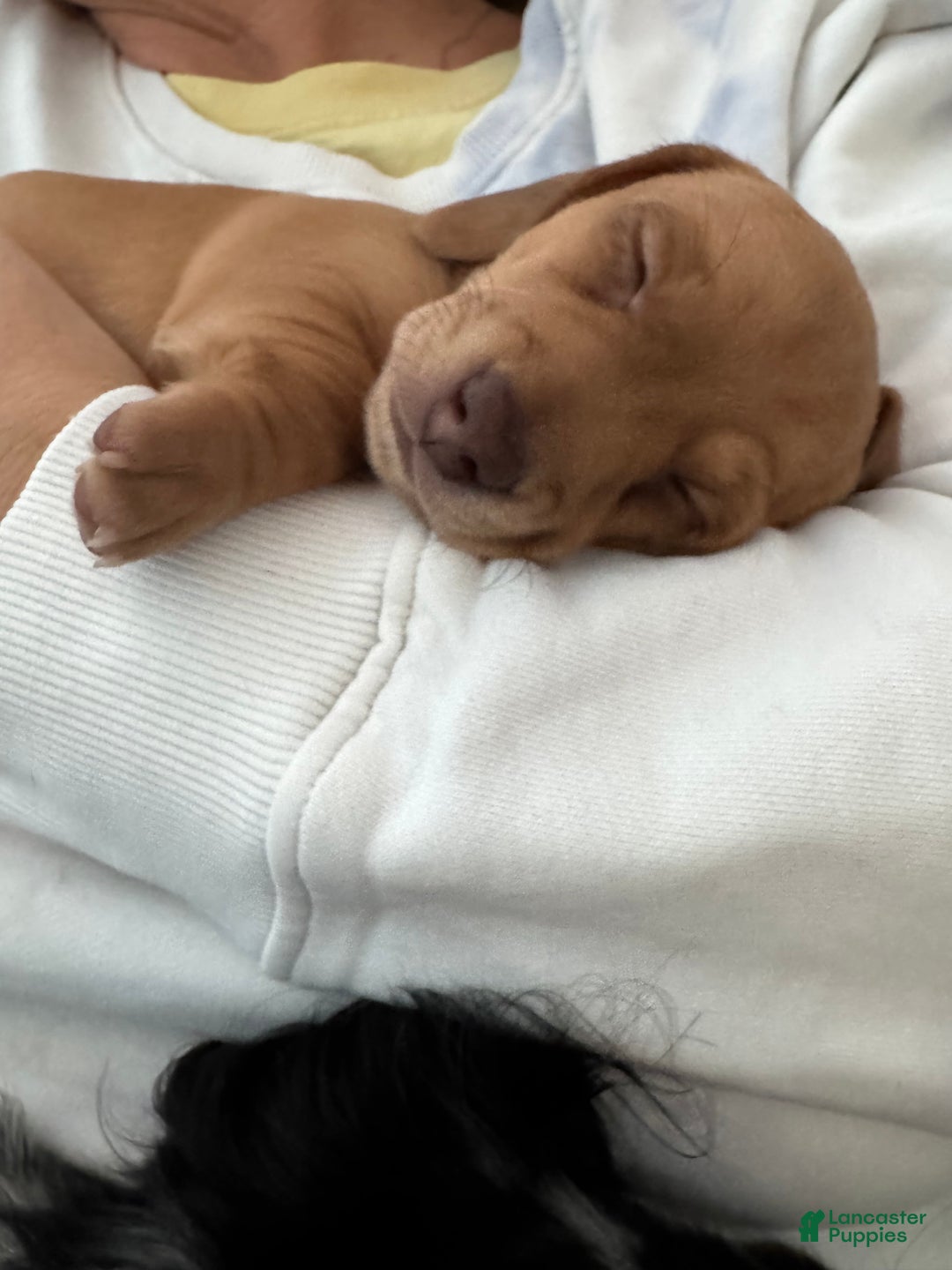 Miniature Dachshund dogs for sale: Sandy Strawberry blonde dachshund  - Ad 5