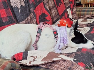 Mixed Breed dogs - Ad 3