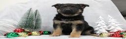 German Shepherd dogs for sale: Amaya - Ad 3