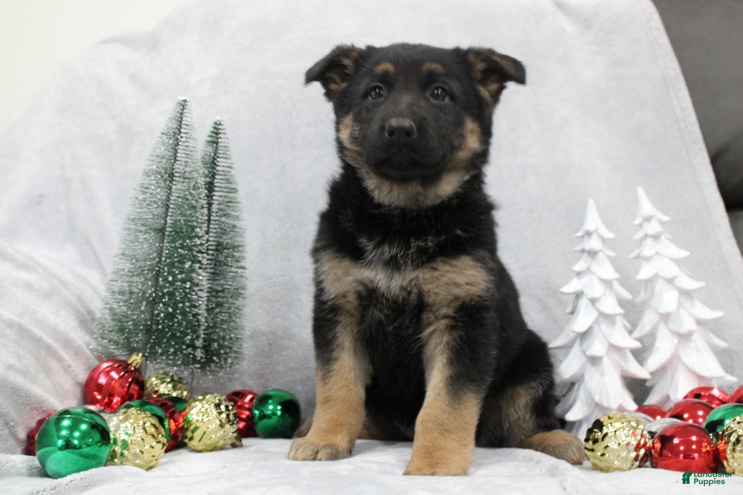 German Shepherd dogs for sale: Amaya - Ad 3
