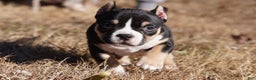 American Bully dogs for sale: American Bully Puppy 1 - Black and Tan - Ad 3