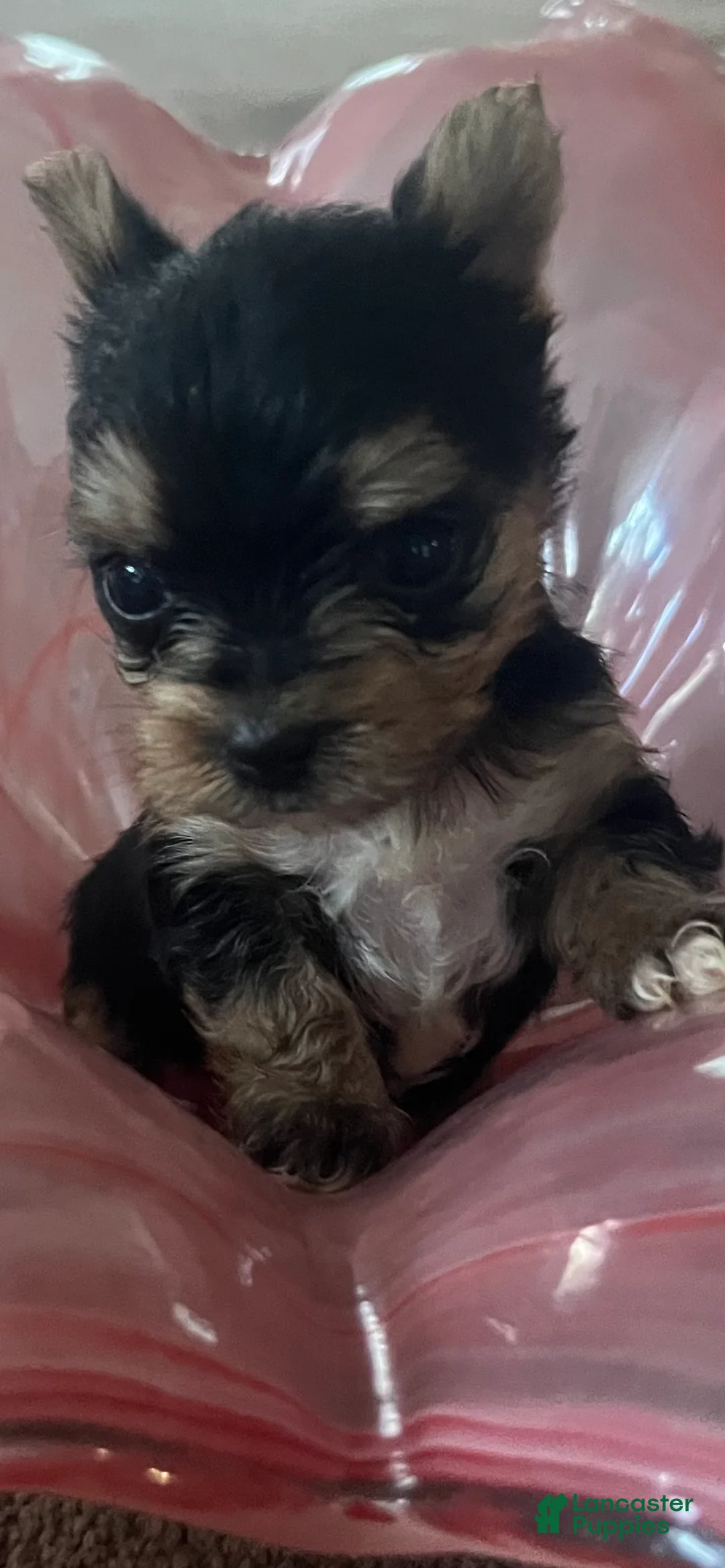 Yorkshire Terrier dogs for sale: Yorkshire Terrier 1 - Ad 7