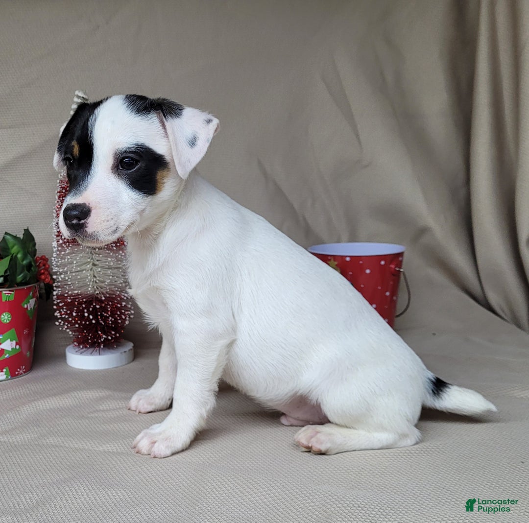 Jack Russell Terrier dogs for sale: "FIRE" of Westfork  - Ad 2