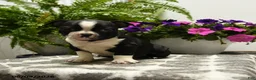 Boston Terrier dogs for sale: Gus - Ad 1