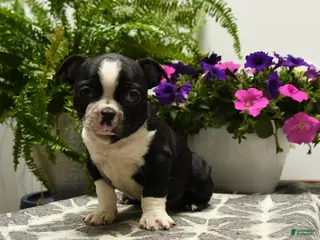 Boston Terrier dogs for sale: Gus - Ad 3
