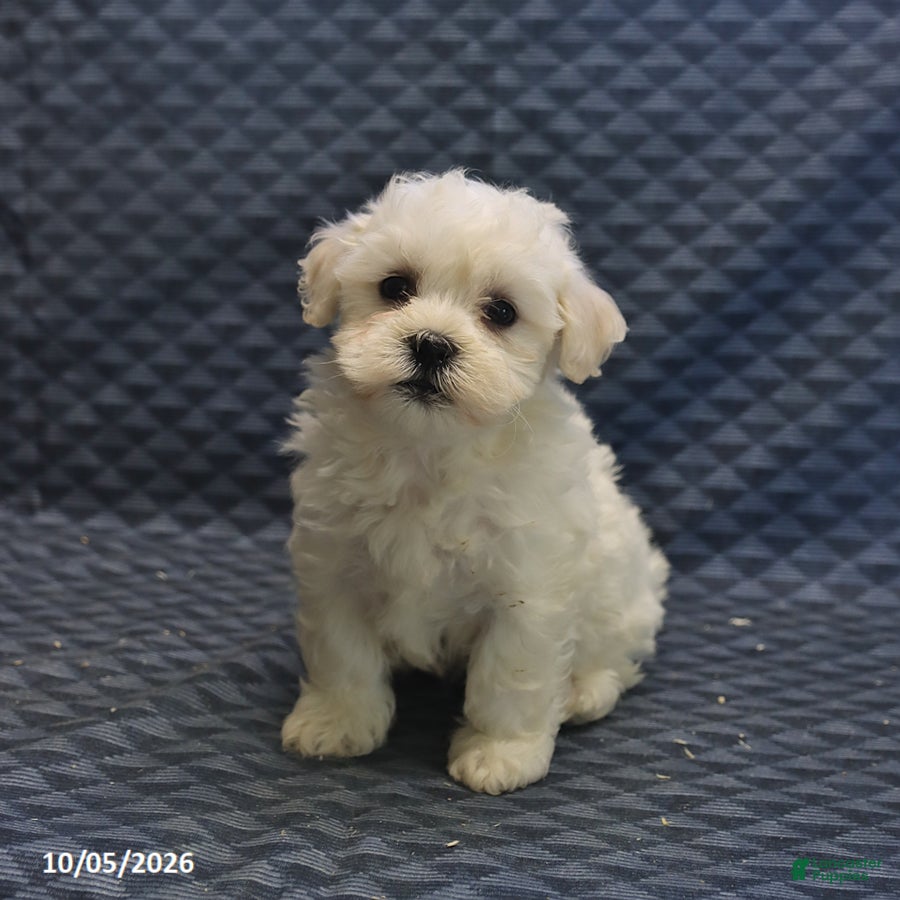 Mixed Breed dogs Trigger - Ad 1