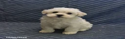 Mixed Breed dogs for sale: Trigger - Ad 1