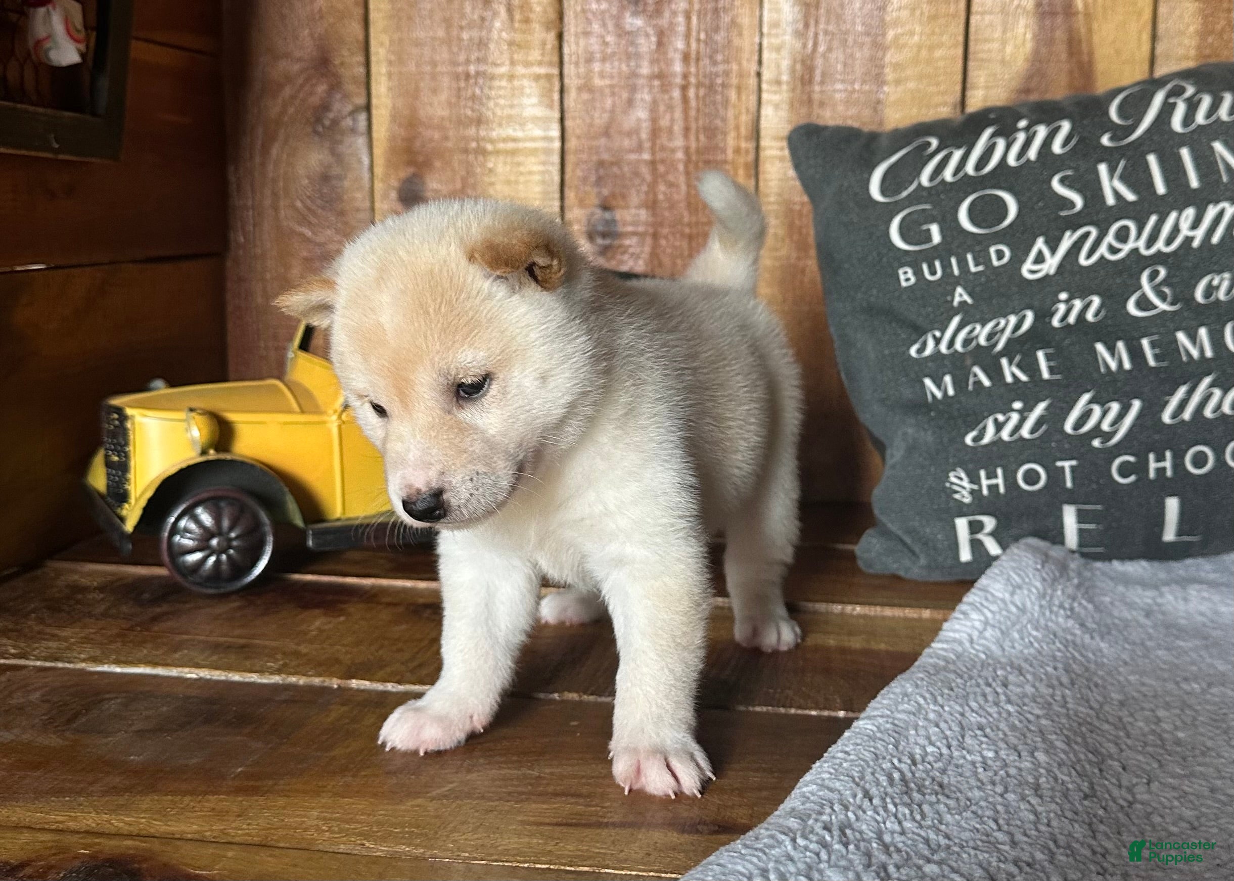 Shiba Inu dogs Shiba Inu Puppy 5 - Ad 2